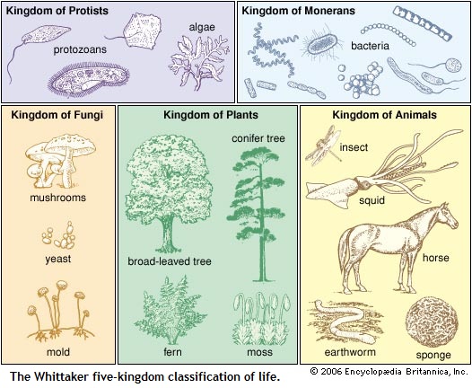 Whittaker's Five Kingdoms (88K)