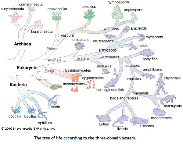 Three Domains of life (41K)