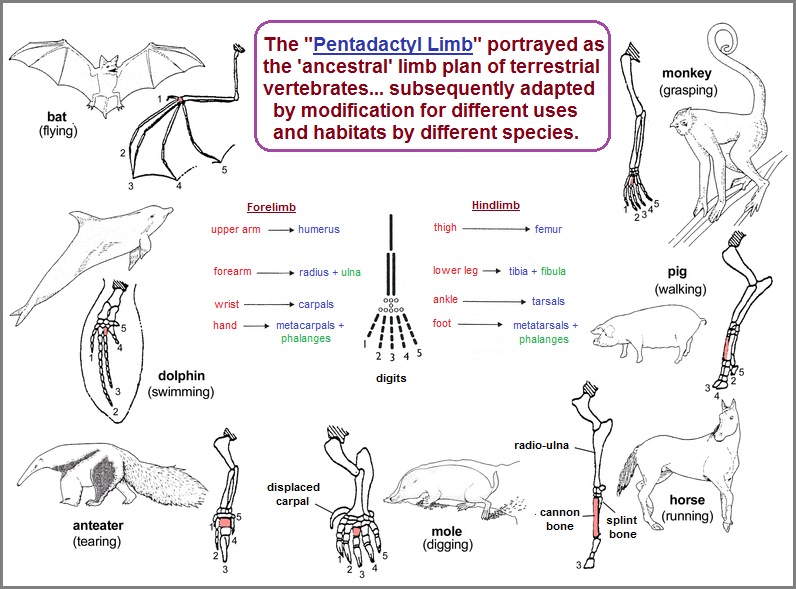 A profile of the Pentadactyl Limb