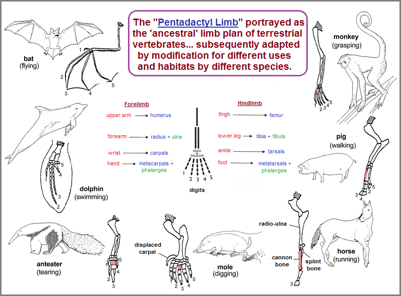 A profile of the Pentadactyl Limb A profile of the Pentadactyl Limb