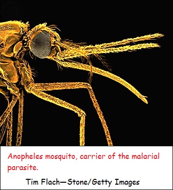 Anopheles Mosquito, carrier of the malarial parasite.