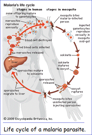 Life cycle of Malaria