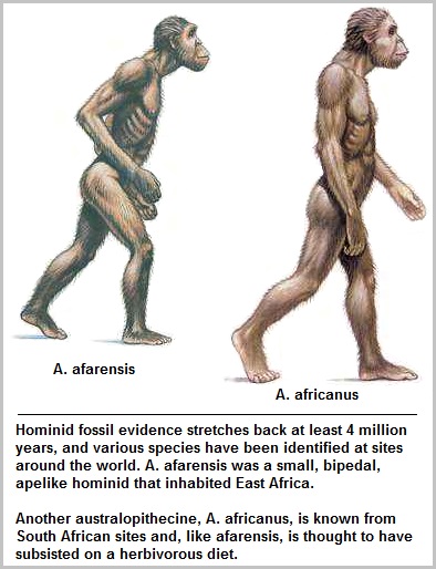 A. afarensis and A. africanus