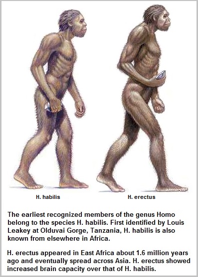 H. habilis and H. erectus