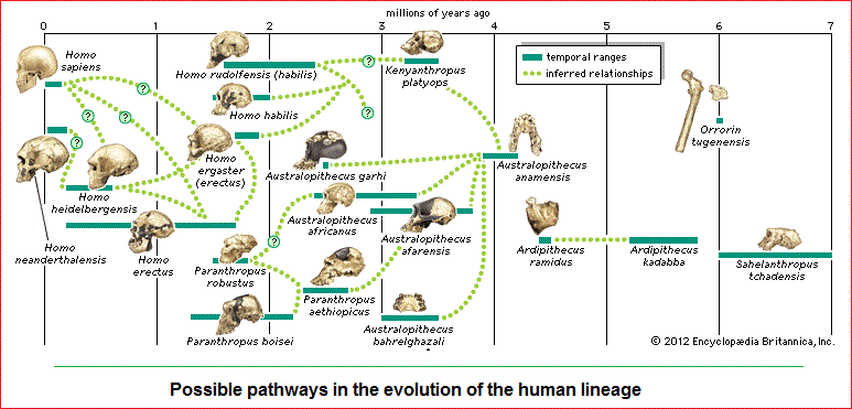 The Human linneage