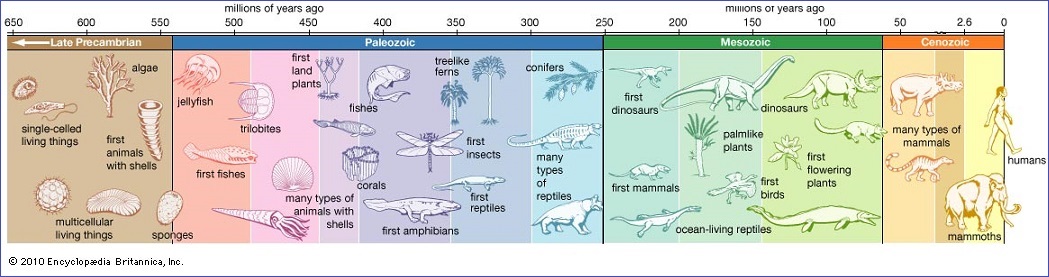 Linneage of different life forms Linneage of different life forms