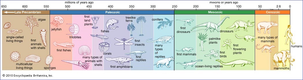 Linneage of different life forms