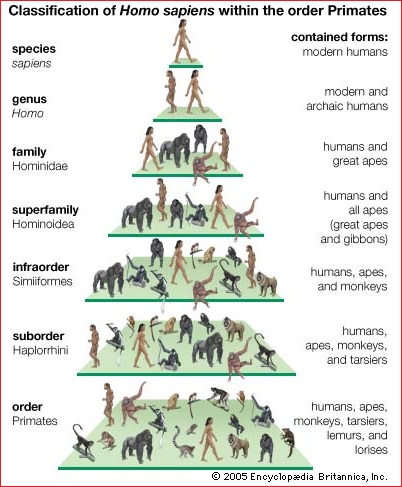 Primates classification system