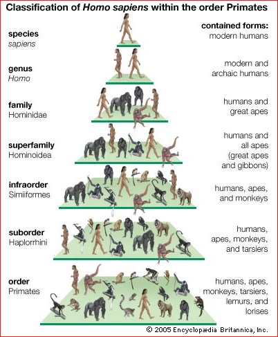 Primates classification system Primates classification system