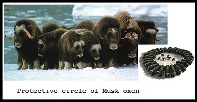 musk_oxen (34K)