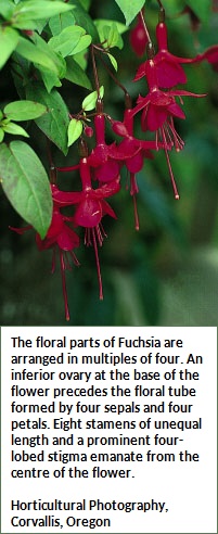 Fuchsia flower (53K)