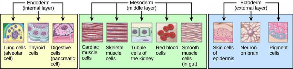 Three Germ layers (84K)