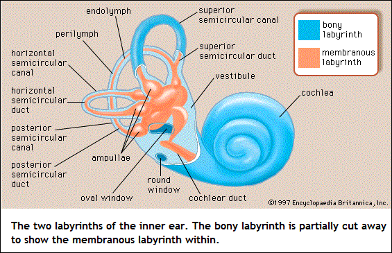 Middle Ear labyrinths (56K)