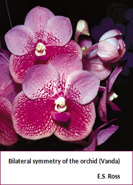 Orchid flower (47K)