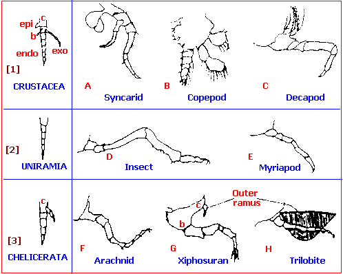 3 classes of arthropods