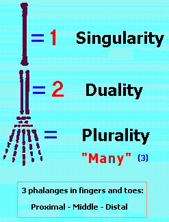 1, 2, many bones (5K)