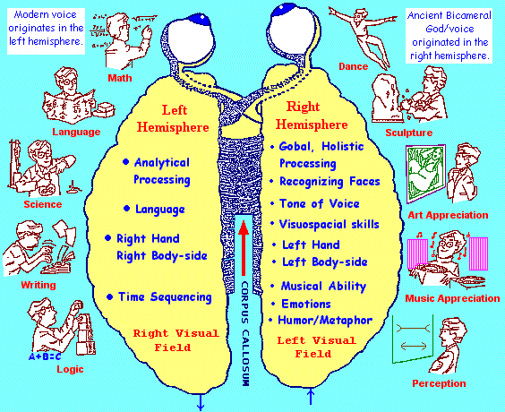 Various attributes of left and right brain hemispheres