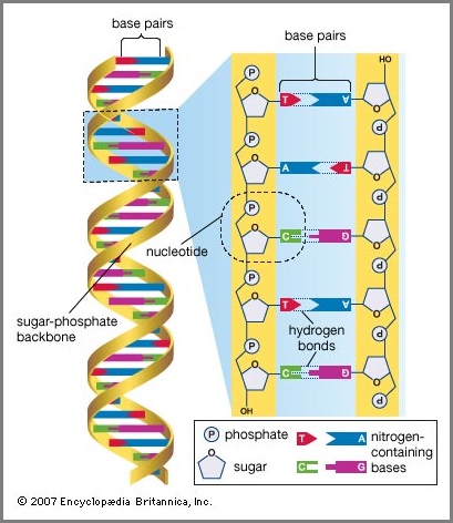 Double Helix (69K)