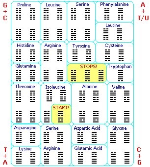 Genetics Trigrams chart (7K)