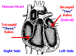 divisions of the heart (4K)