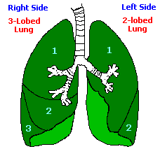 divisions of the lungs (3K)