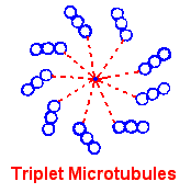 Microtubules (2K)