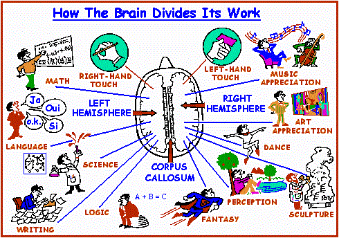 Divisions of the brain into two parts