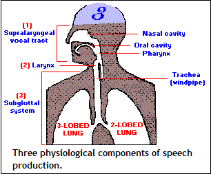 Three components of speech production (8K)
