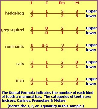 mammalian teeth comparison (43K)