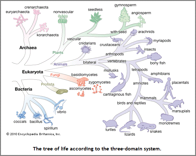 Three domains of life (44K)