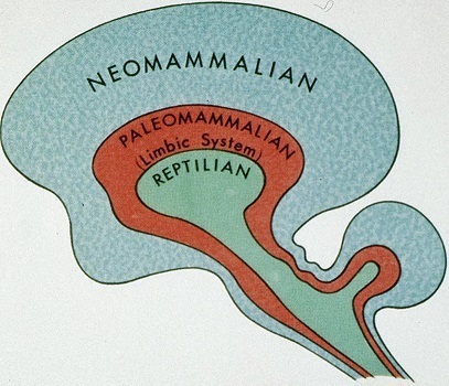 P.D. Maclean's triune brain theory (92K)