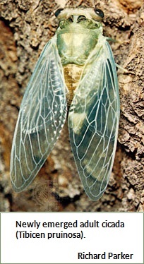 Cicada (48K)
