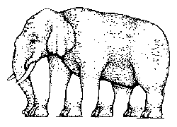 Four or more elephant legs?