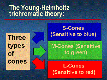 Young and Helmholtz trichromatic theory