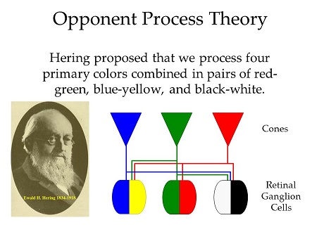 Hering's Opponent Process Theory