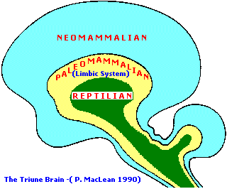 Paul MacLean's triune brain theory (5K)