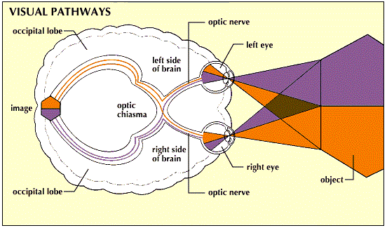 Stereo-scopic vision