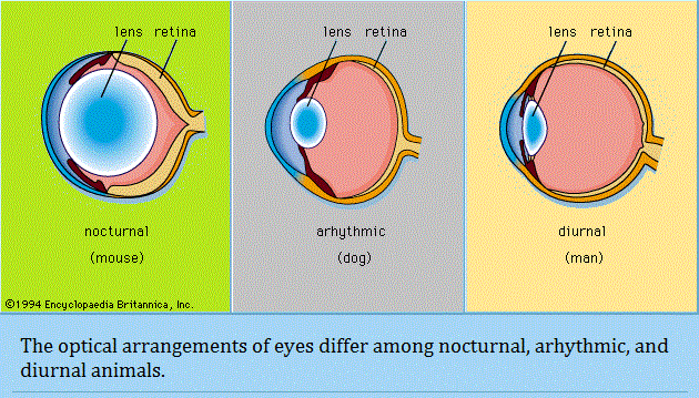 Three types of eye differences