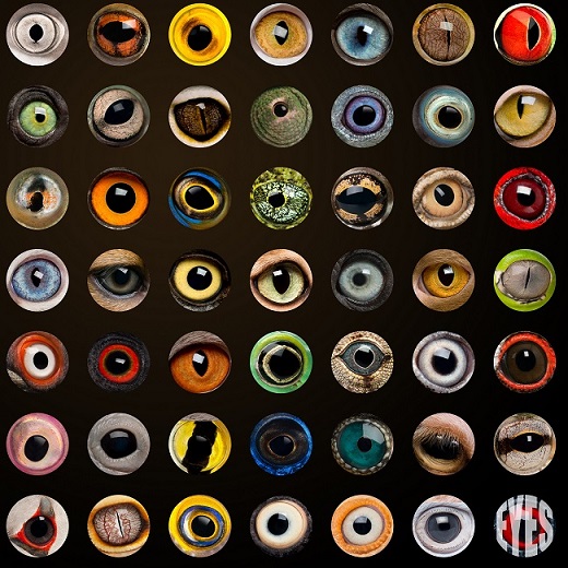 The eye shapes of different animals