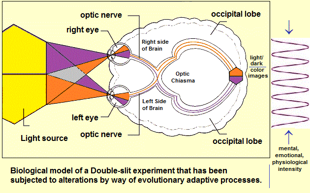 Biological model of two-slit experiment