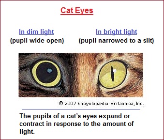A flexible pupil seen in cat eyes