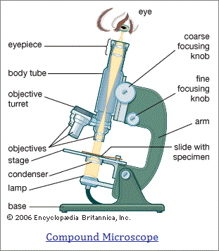 Image creation in compound microscope