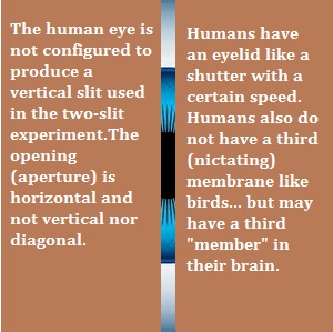 No vertical slit of the eyeball occurs