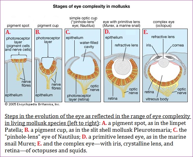 Evolutionary stages of eye complexity