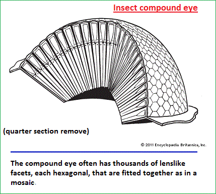 Compound eye of some insects