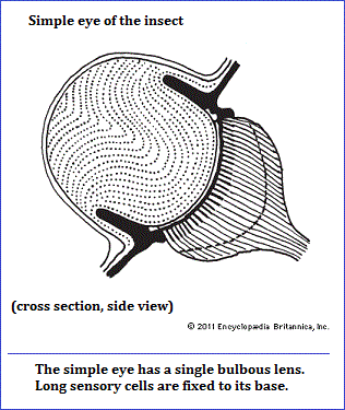 Simple eye of some insects