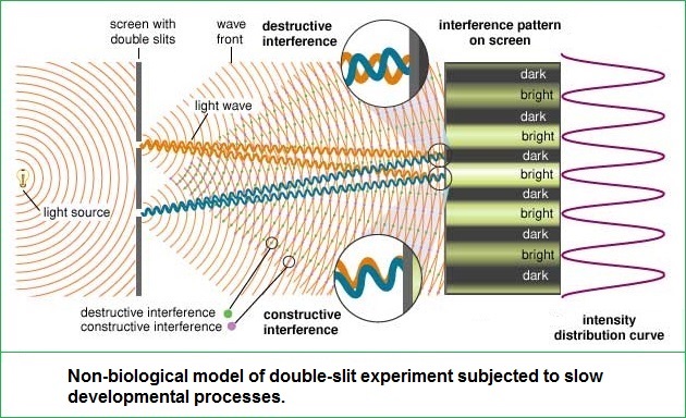Non-biological model of double-slit experiment