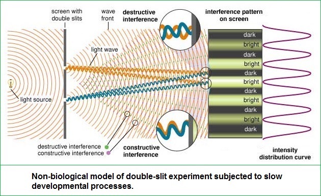 Non-biological model of double-slit experiment