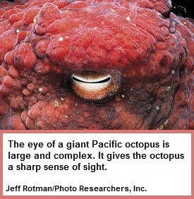 Octopus eye