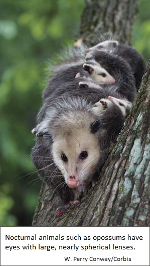 Eyes of the Oppossum